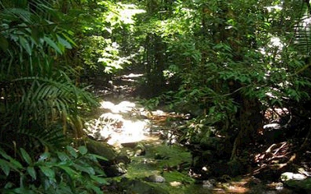 Organismi digitali mostrano fragilitÃ  ecosistemi a causa cambiamento ambientale