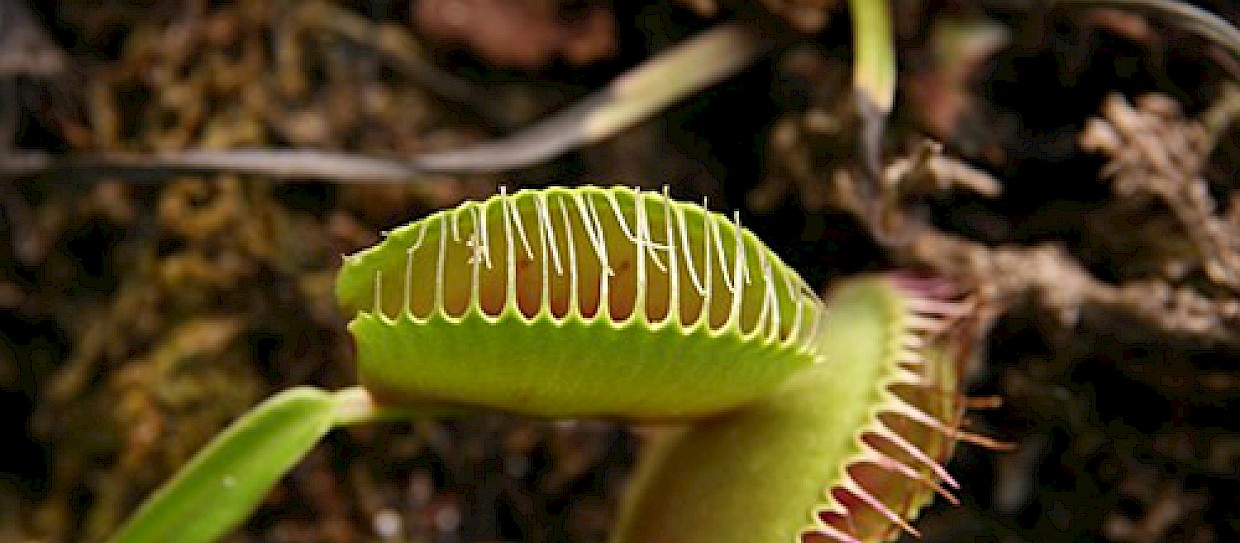 Dionaea muscipula, la trappola perfetta