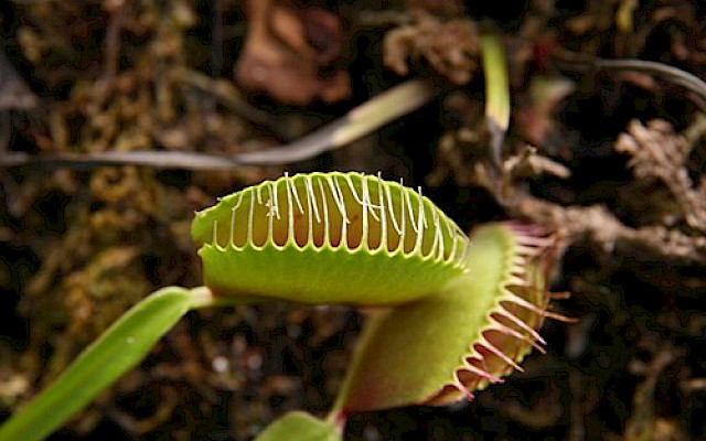 Dionaea muscipula, la trappola perfetta