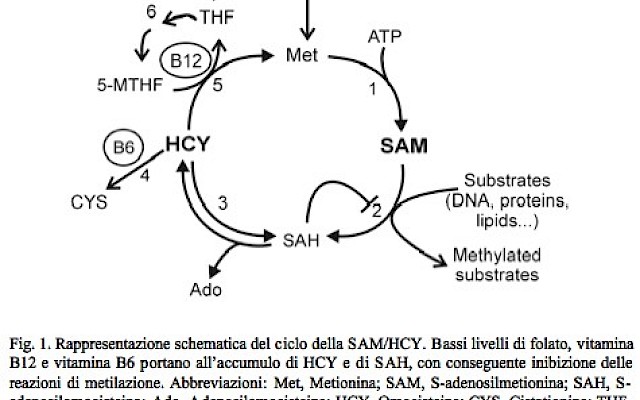 Le basi epigenetiche della Malattia di Alzheimer