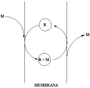 Immagine - 2 - Meccanismo d’azione di una membrana. M = molecola da trasportare, R = recettore, R+M = molecola legata selettivamente al recettore.