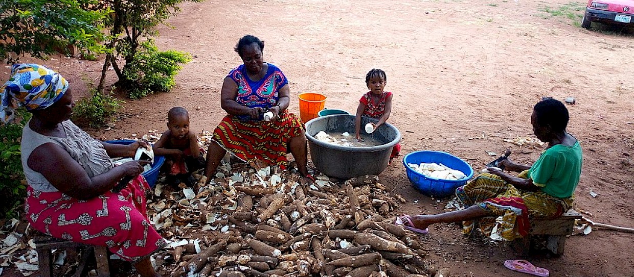Cassava: il cibo dei poveri per il futuro della sicurezza alimentare
