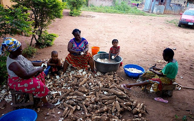 Cassava: il cibo dei poveri per il futuro della sicurezza alimentare