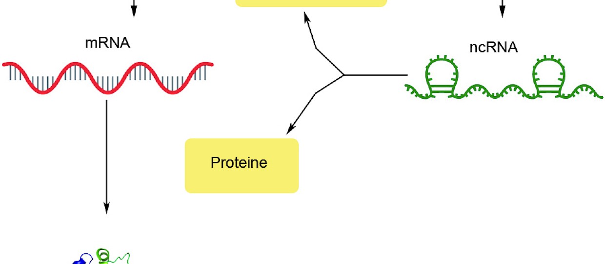 Algoritmo Global Score studia le interazioni tra RNA e proteine