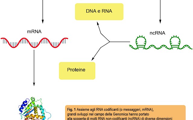 Algoritmo Global Score studia le interazioni tra RNA e proteine