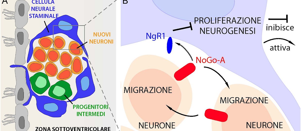 NoGo-A and NgR1 regulate neural stem cell activity and production of new neurons
