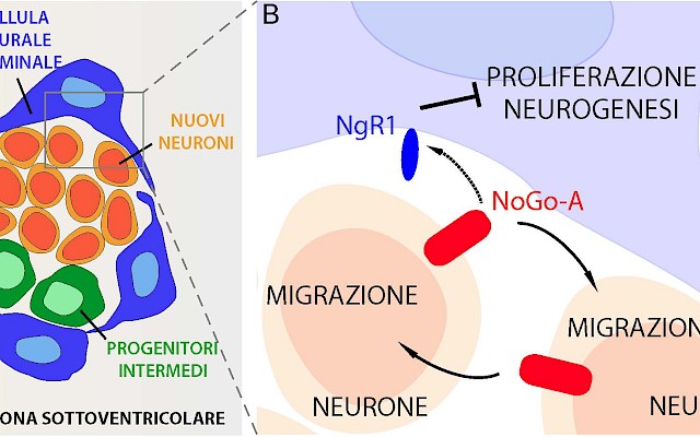 NoGo-A and NgR1 regulate neural stem cell activity and production of new neurons