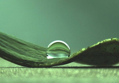 Water droplets on a lotus leaf. (Image: C. Falcón Garcia / TUM)