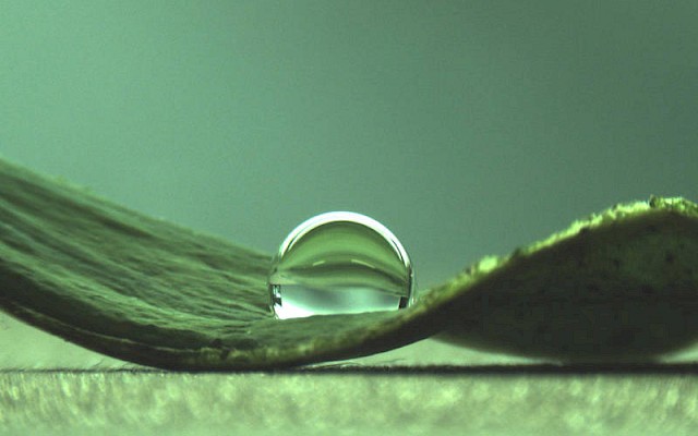 Bacteria harness the lotus effect to protect themselves