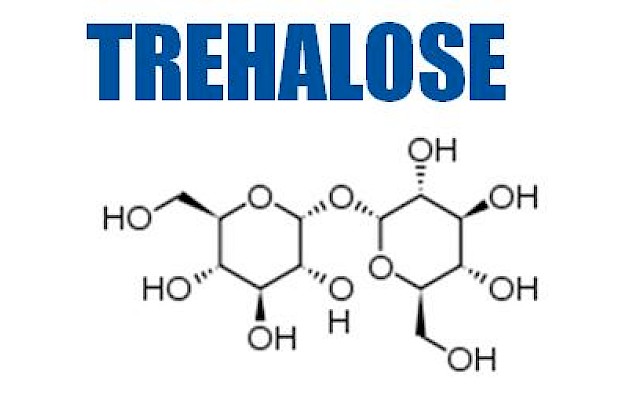 On the Bioprotective Effectiveness of Trehalose: Structural Properties of the Disaccharide Aqueous Mixtures