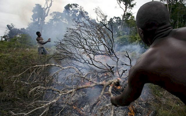 Simulated life experiences a biodiversity crisis