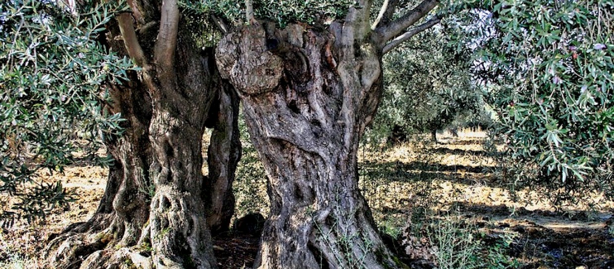 The famous olive trees of Puglia are ravaged by disease – here’s how we can save them