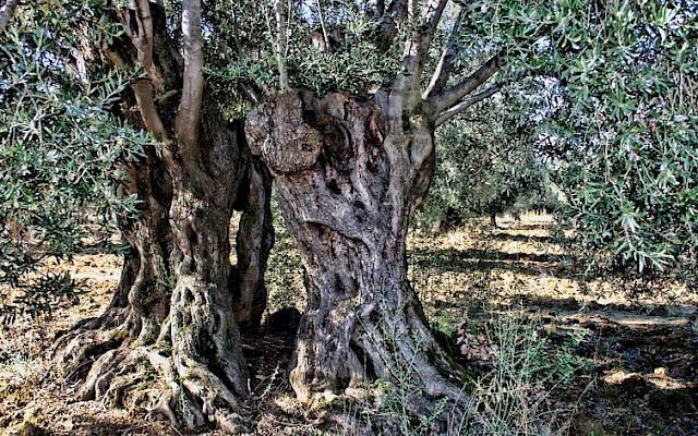 The famous olive trees of Puglia are ravaged by disease â€“ hereâ€™s how we can save them