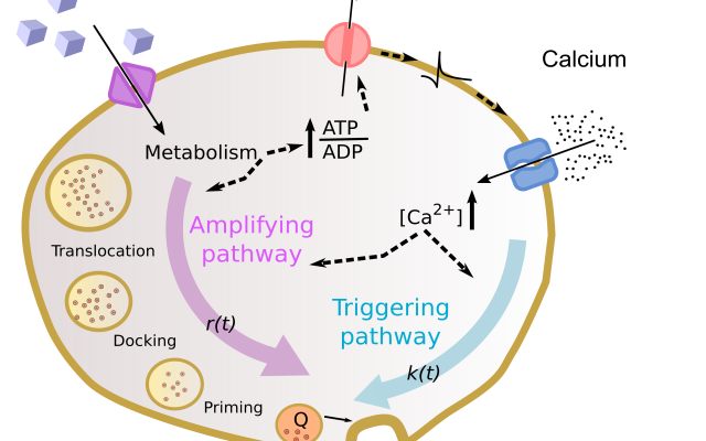 Diabete: un modello matematico fa luce sulle cause della malattia