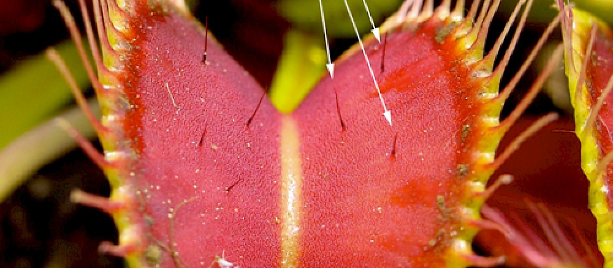 Dionaea muscipula, come coltivarla al meglio