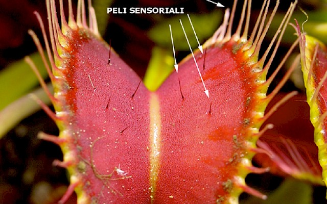 Dionaea muscipula, come coltivarla al meglio