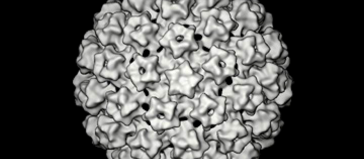 Immunoprofilassi contro hpv per la prevenzione carcinoma del collo dell’utero