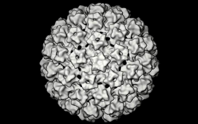 Immunoprofilassi contro hpv per la prevenzione carcinoma del collo dell’utero