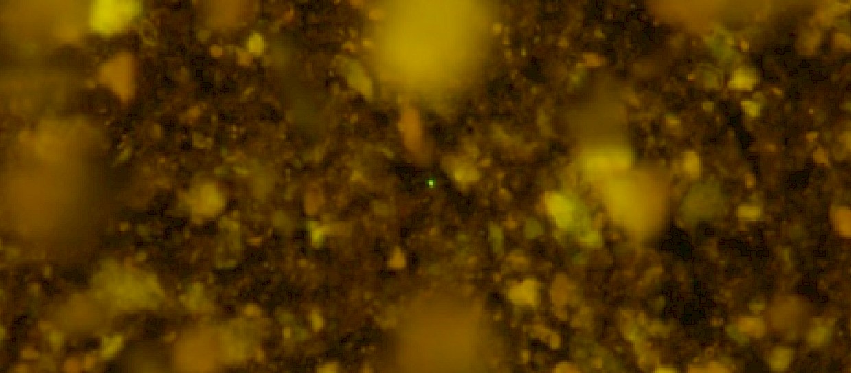 Risvegliati microbi intrappolati 100 milioni di anni fa sul fondo del mare