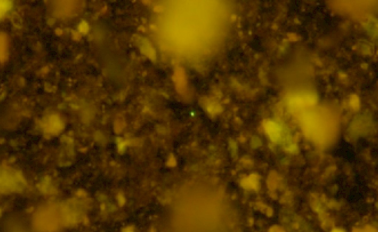 Risvegliati microbi intrappolati 100 milioni di anni fa sul fondo del mare