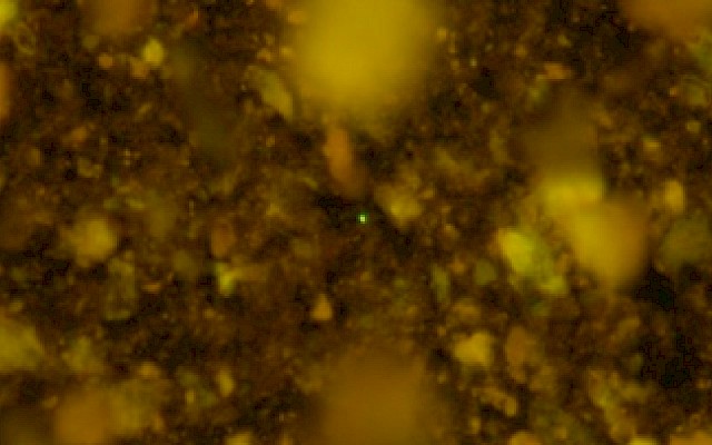 Risvegliati microbi intrappolati 100 milioni di anni fa sul fondo del mare