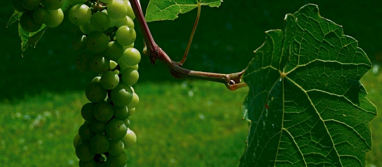 Resveratrolo: proprietà, vino rosso e paradosso francese
