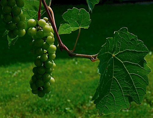 Grappolo d'uva