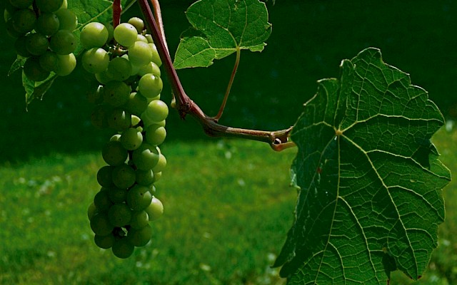 Resveratrolo: proprietà, vino rosso e paradosso francese