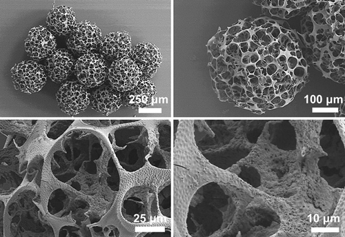 Immagini da vicino dei microrobot magnetici che mostrano la struttura porosa e la morfologia dei pori. Credits: GO ET AL., SCI. ROBOT. 5, EAAY6626 (2020).